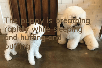 The puppy is breathing rapidly while sleeping and huffing and puffing