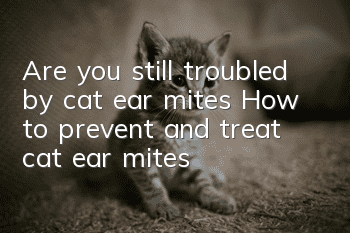 Are you still troubled by cat ear mites? How to prevent and treat cat ear mites!
