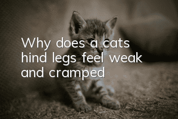 Why does a cat's hind legs feel weak and cramped?