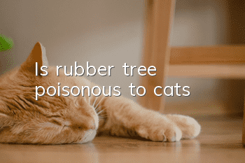 Is rubber tree poisonous to cats?