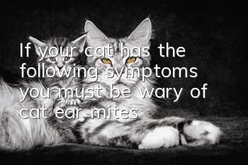 If your cat has the following symptoms, you must be wary of cat ear mites!