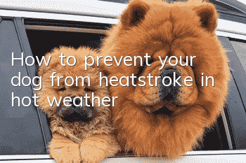 How to prevent your dog from heatstroke in hot weather