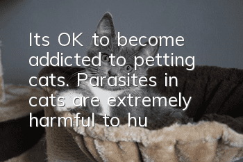 It’s OK to become addicted to petting cats. Parasites in cats are extremely harmful to humans and must be expelled on time!