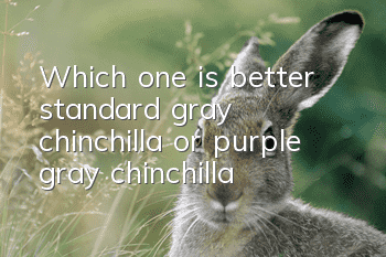 Which one is better, standard gray chinchilla or purple gray chinchilla?