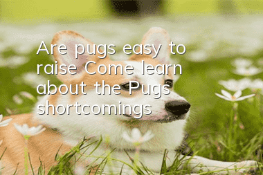 Are pugs easy to raise? Come learn about the Pug’s shortcomings!