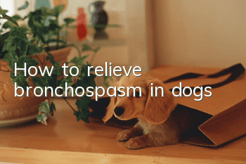 How to relieve bronchospasm in dogs