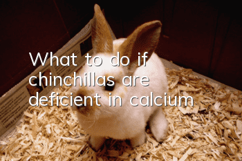 What to do if chinchillas are deficient in calcium