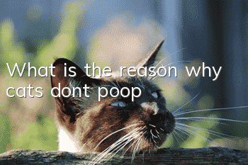 What is the reason why cats don’t poop?