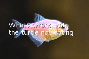 What's wrong with the turtle not eating?