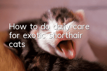 How to do daily care for exotic shorthair cats