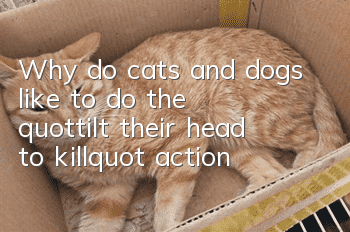 Why do cats and dogs like to do the "tilt their head to kill" action?