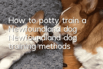 How to potty train a Newfoundland dog? Newfoundland dog training methods!