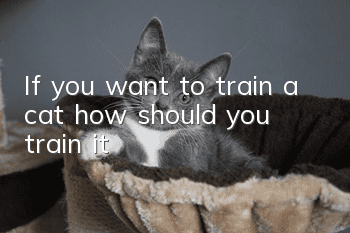 If you want to train a cat, how should you train it?