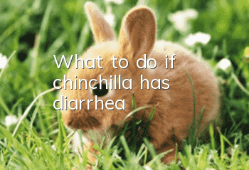 What to do if chinchilla has diarrhea