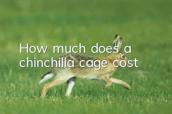 How much does a chinchilla cage cost?