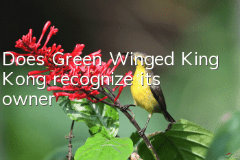 Does Green Winged King Kong recognize its owner?