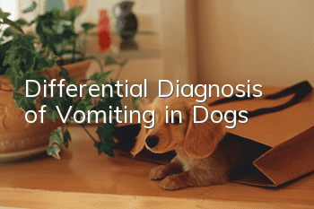 Differential Diagnosis of Vomiting in Dogs
