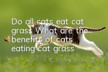Do all cats eat cat grass? (What are the benefits of cats eating cat grass?)