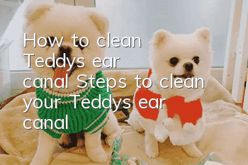 How to clean Teddy's ear canal? Steps to clean your Teddy’s ear canal!