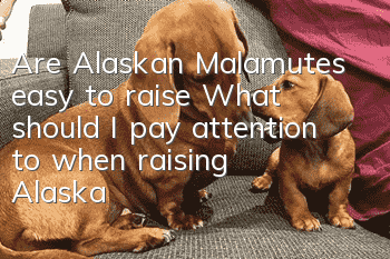 Are Alaskan Malamutes easy to raise? What should I pay attention to when raising Alaska?