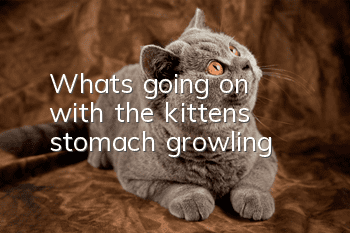 What's going on with the kitten's stomach growling?