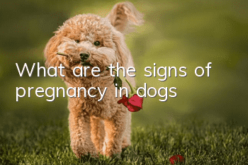 What are the signs of pregnancy in dogs?