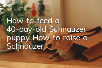 How to feed a 40-day-old Schnauzer puppy? How to raise a Schnauzer!