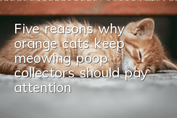 Five reasons why orange cats keep meowing, poop collectors should pay attention!