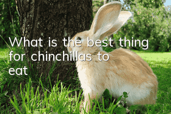 What is the best thing for chinchillas to eat?