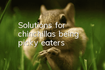 Solutions for chinchillas being picky eaters