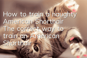 How to train a naughty American Shorthair? The correct way to train an American Shorthair cat!