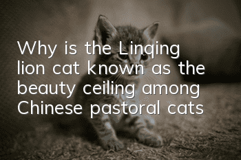 Why is the Linqing lion cat known as the beauty ceiling among Chinese pastoral cats?