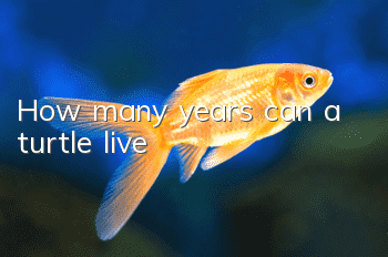 How many years can a turtle live?
