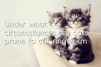 Under what circumstances are cats prone to cat ringworm?