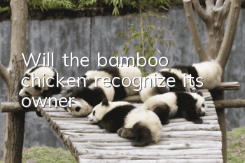 Will the bamboo chicken recognize its owner?