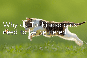 Why do Tonkinese cats need to be neutered?