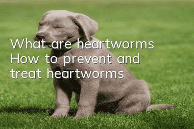 What are heartworms? How to prevent and treat heartworms?
