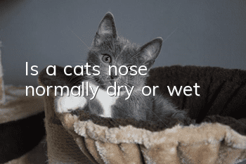 Is a cat’s nose normally dry or wet?