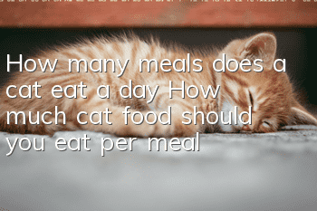 How many meals does a cat eat a day? How much cat food should you eat per meal?