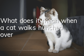 What does it mean when a cat walks hunched over?