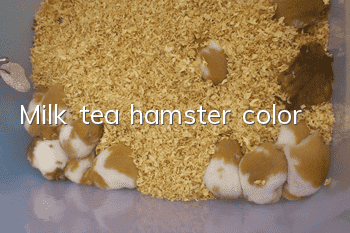 Milk tea hamster color