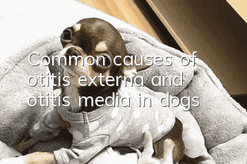 Common causes of otitis externa and otitis media in dogs