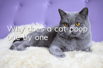 Why does a cat poop one by one?