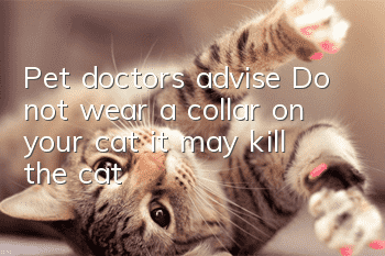 Pet doctors advise: Do not wear a collar on your cat, it may kill the cat!