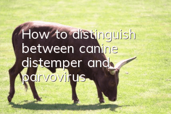 How to distinguish between canine distemper and parvovirus