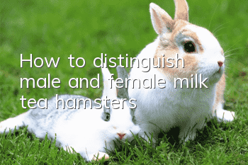 How to distinguish male and female milk tea hamsters