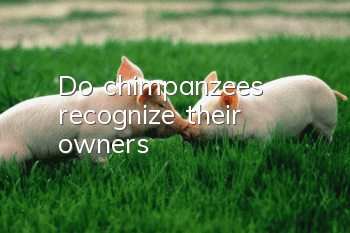 Do chimpanzees recognize their owners?