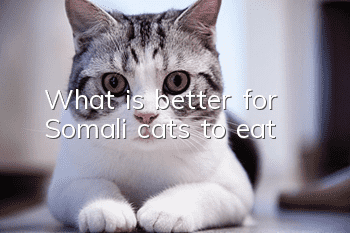What is better for Somali cats to eat?