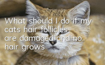 What should I do if my cat’s hair follicles are damaged and no hair grows?