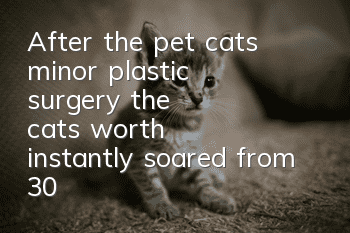 After the pet cat’s “minor plastic surgery”, the cat’s worth instantly soared from 3,000 to 30,000!